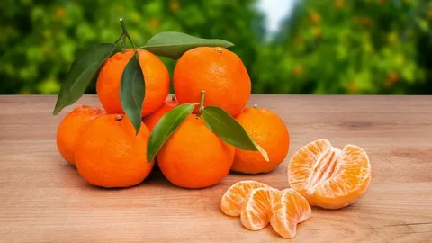 تصویر 2 از قیمت خرید یافا مجلسی + فروش ویژه